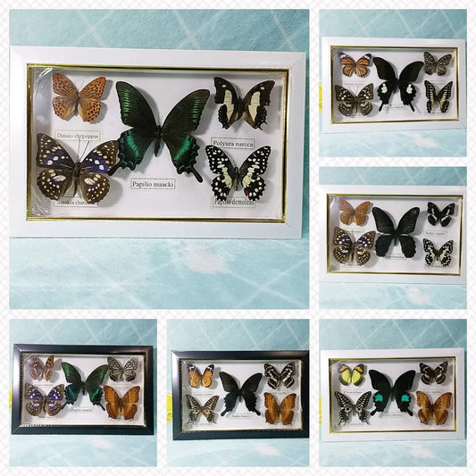 Butterfly Real Specimen Photo Frame Indoor Ornaments Home Decoration Accessories for Living Room 1pcs Size 28*18cm